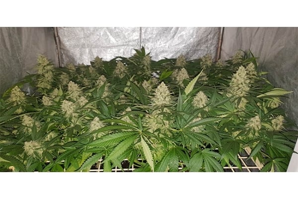 GG#4 (Zamnesia Seeds) feminized GG#4 (Zamnesia Seeds) feminized
