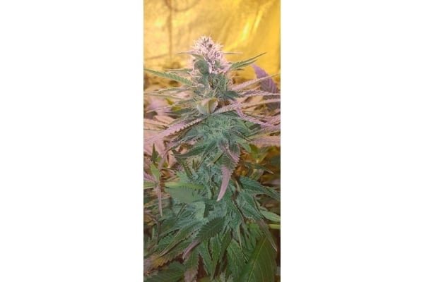 GG#4 (Zamnesia Seeds) feminized GG#4 (Zamnesia Seeds) feminized