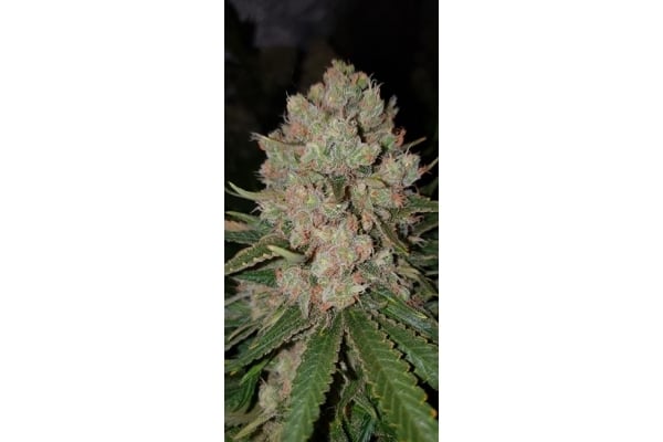 GG#4 (Zamnesia Seeds) feminized GG#4 (Zamnesia Seeds) feminized