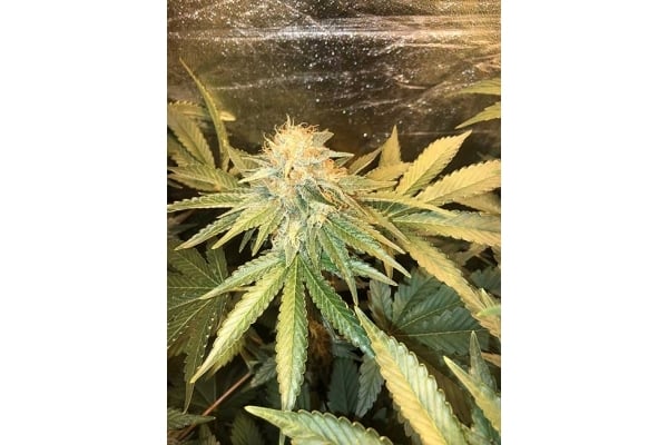 GG#4 (Zamnesia Seeds) feminized GG#4 (Zamnesia Seeds) feminized