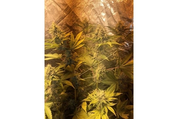 GG#4 (Zamnesia Seeds) feminized GG#4 (Zamnesia Seeds) feminized