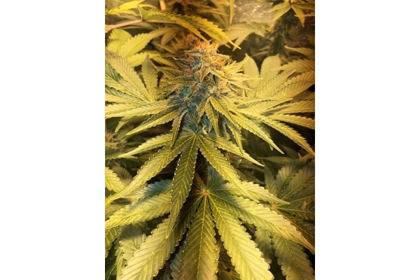 GG#4 (Zamnesia Seeds) feminized GG#4 (Zamnesia Seeds) feminized