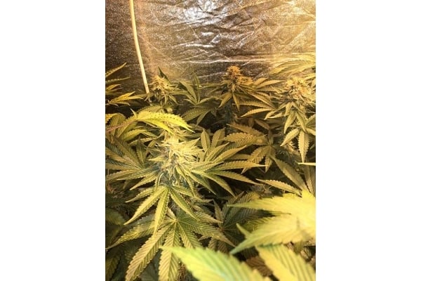 GG#4 (Zamnesia Seeds) feminized GG#4 (Zamnesia Seeds) feminized