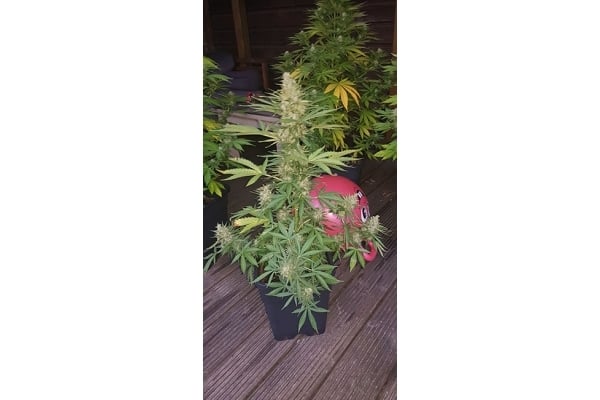 GG#4 (Zamnesia Seeds) feminized GG#4 (Zamnesia Seeds) feminized