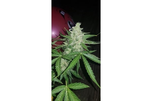 GG#4 (Zamnesia Seeds) feminized GG#4 (Zamnesia Seeds) feminized