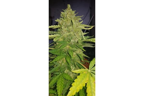 GG#4 (Zamnesia Seeds) feminized GG#4 (Zamnesia Seeds) feminized
