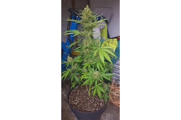 GG#4 (Zamnesia Seeds) feminized GG#4 (Zamnesia Seeds) feminized
