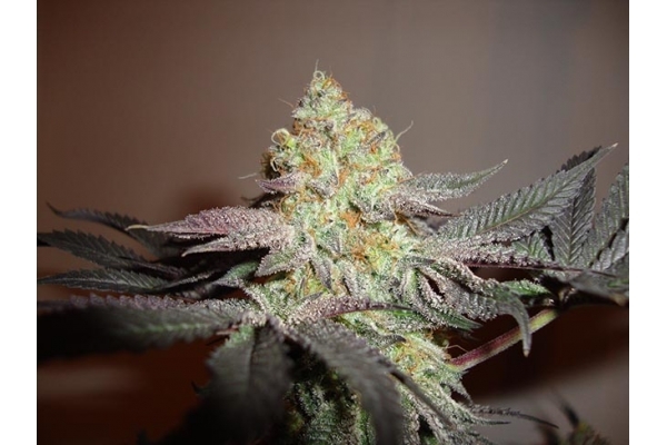 Girl Scout Cookies (Zamnesia Seeds) Feminized
