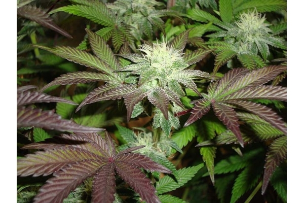Girl Scout Cookies (Zamnesia Seeds) Feminized