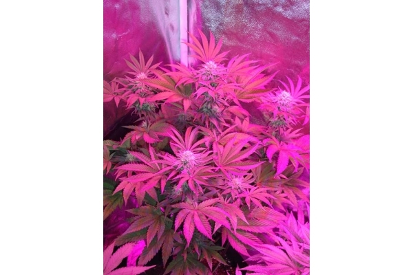 Girl Scout Cookies (Zamnesia Seeds) Feminized