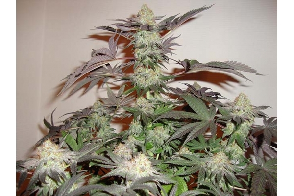 Girl Scout Cookies (Zamnesia Seeds) Feminized