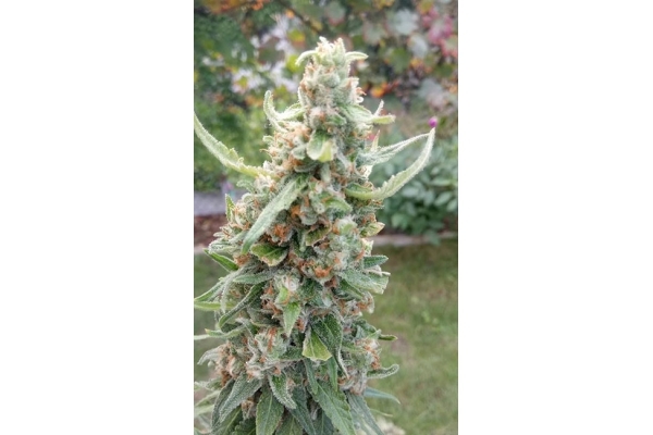 Girl Scout Cookies (Zamnesia Seeds) Feminized