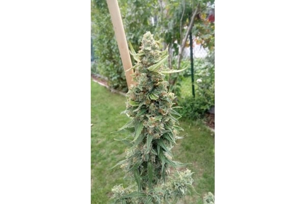 Girl Scout Cookies (Zamnesia Seeds) Feminized
