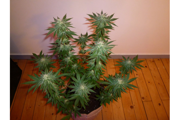 Girl Scout Cookies (Zamnesia Seeds) Feminized