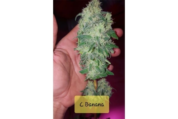 Banana (Zamnesia Seeds) feminisiert Banana (Zamnesia Seeds) feminisiert