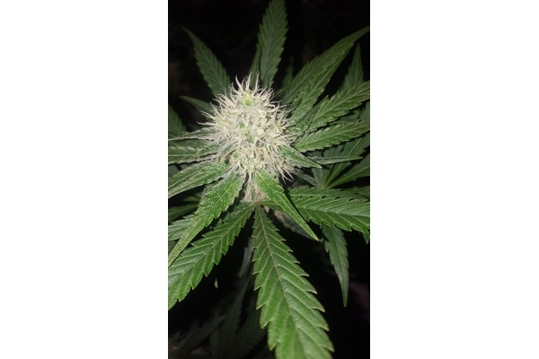 Lemon Power Haze (Zamnesia Seeds), feminisiert Lemon Power Haze (Zamnesia Seeds), feminisiert
