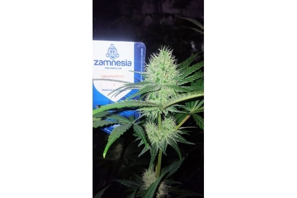 Lemon Power Haze (Zamnesia Seeds), feminisiert Lemon Power Haze (Zamnesia Seeds), feminisiert
