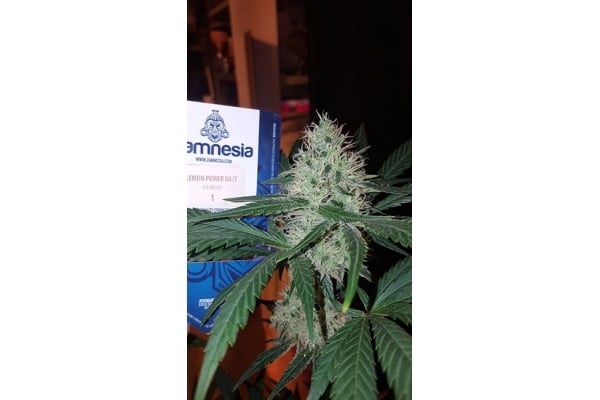 Lemon Power Haze (Zamnesia Seeds), feminisiert Lemon Power Haze (Zamnesia Seeds), feminisiert