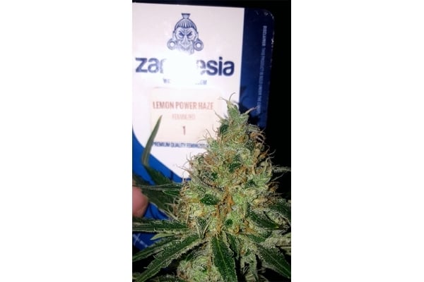 Lemon Power Haze (Zamnesia Seeds), feminisiert Lemon Power Haze (Zamnesia Seeds), feminisiert