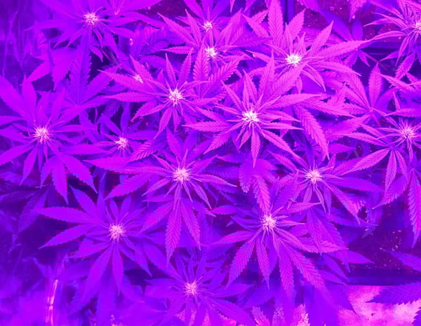 Lemon Power Haze (Zamnesia Seeds), feminisiert Lemon Power Haze (Zamnesia Seeds), feminisiert