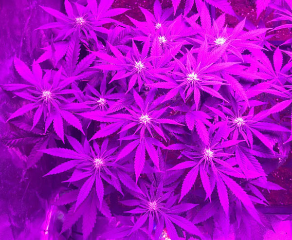 Lemon Power Haze (Zamnesia Seeds), feminisiert Lemon Power Haze (Zamnesia Seeds), feminisiert