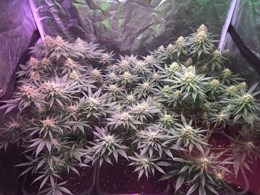 Lemon Power Haze (Zamnesia Seeds), feminisiert Lemon Power Haze (Zamnesia Seeds), feminisiert