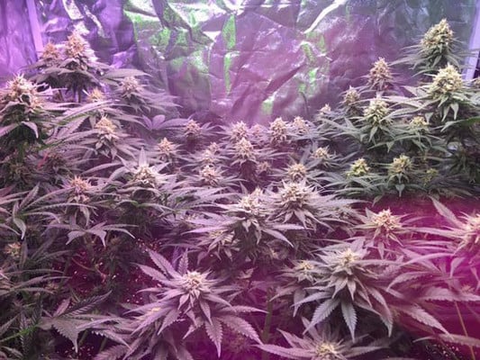 Lemon Power Haze (Zamnesia Seeds), feminisiert Lemon Power Haze (Zamnesia Seeds), feminisiert