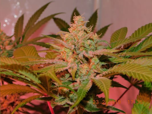 Lemon Power Haze (Zamnesia Seeds), feminisiert Lemon Power Haze (Zamnesia Seeds), feminisiert