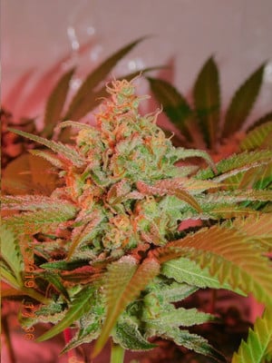 Lemon Power Haze (Zamnesia Seeds), feminisiert Lemon Power Haze (Zamnesia Seeds), feminisiert