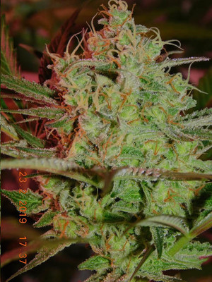 Lemon Power Haze (Zamnesia Seeds), feminisiert Lemon Power Haze (Zamnesia Seeds), feminisiert