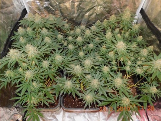 Lemon Power Haze (Zamnesia Seeds), feminisiert Lemon Power Haze (Zamnesia Seeds), feminisiert