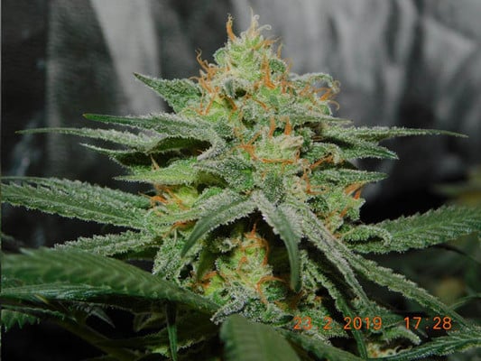 Lemon Power Haze (Zamnesia Seeds), feminisiert Lemon Power Haze (Zamnesia Seeds), feminisiert