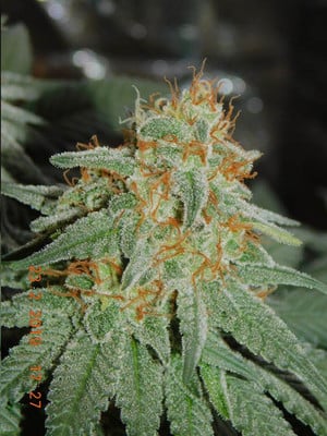 Lemon Power Haze (Zamnesia Seeds), feminisiert Lemon Power Haze (Zamnesia Seeds), feminisiert