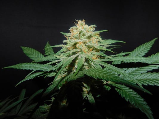 Lemon Power Haze (Zamnesia Seeds), feminisiert Lemon Power Haze (Zamnesia Seeds), feminisiert