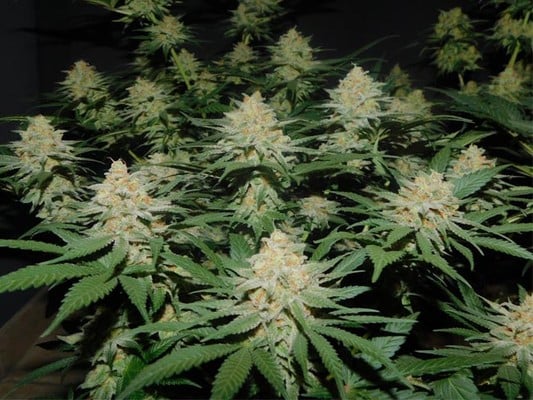 Lemon Power Haze (Zamnesia Seeds), feminisiert Lemon Power Haze (Zamnesia Seeds), feminisiert