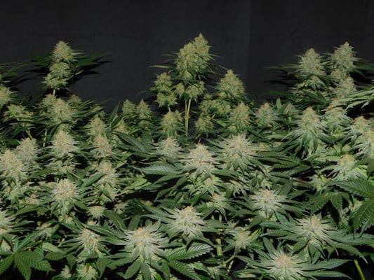 Lemon Power Haze (Zamnesia Seeds), feminisiert Lemon Power Haze (Zamnesia Seeds), feminisiert