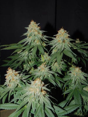 Lemon Power Haze (Zamnesia Seeds), feminisiert Lemon Power Haze (Zamnesia Seeds), feminisiert