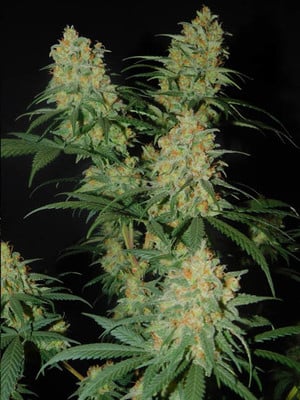 Lemon Power Haze (Zamnesia Seeds), feminisiert Lemon Power Haze (Zamnesia Seeds), feminisiert