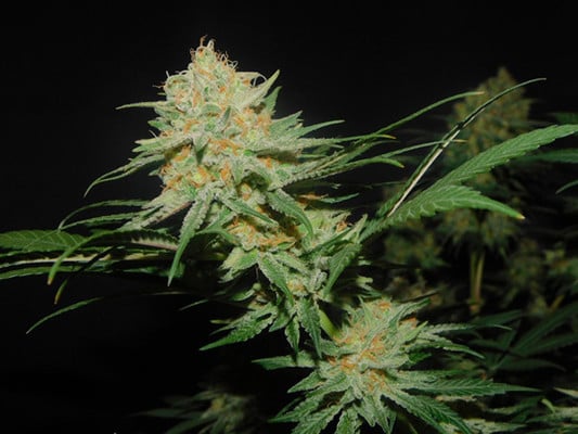 Lemon Power Haze (Zamnesia Seeds), feminisiert Lemon Power Haze (Zamnesia Seeds), feminisiert