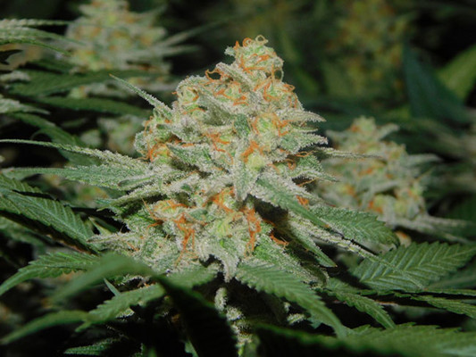 Lemon Power Haze (Zamnesia Seeds), feminisiert Lemon Power Haze (Zamnesia Seeds), feminisiert