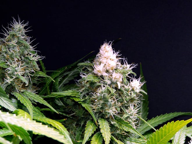 Lemon Power Haze (Zamnesia Seeds), feminisiert Lemon Power Haze (Zamnesia Seeds), feminisiert