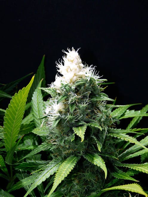 Lemon Power Haze (Zamnesia Seeds), feminisiert Lemon Power Haze (Zamnesia Seeds), feminisiert
