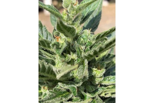 CBD Fix Autoflower (Zamnesia Seeds) Feminized CBD Fix Autoflower (Zamnesia Seeds) Feminized