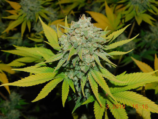 Gorilla #4 (BSB Genetics) feminized Gorilla #4 (BSB Genetics) feminized