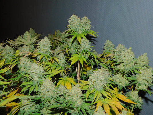 Gorilla #4 (BSB Genetics) feminized Gorilla #4 (BSB Genetics) feminized