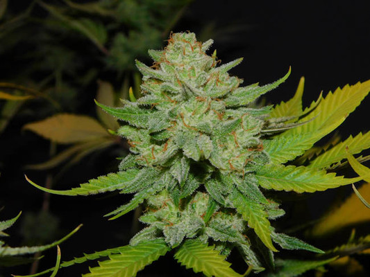 Gorilla #4 (BSB Genetics) feminized Gorilla #4 (BSB Genetics) feminized