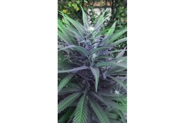 Kalini Asia (Zamnesia Seeds) Feminized