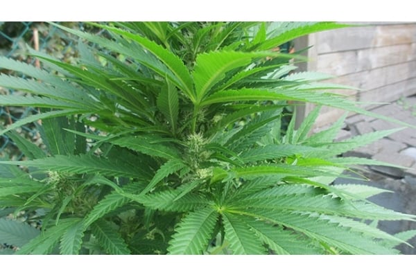 Kalini Asia (Zamnesia Seeds) Feminized