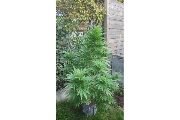 Kalini Asia (Zamnesia Seeds) Feminized