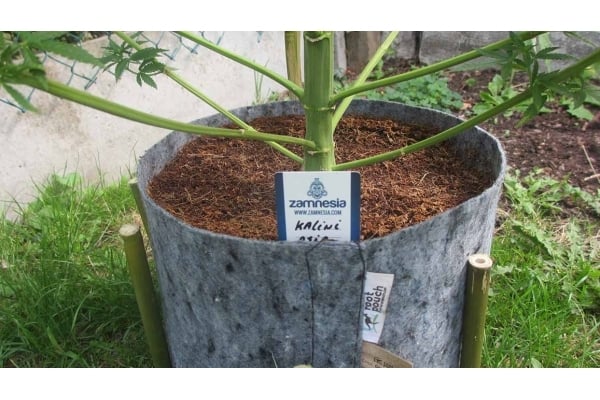 Kalini Asia (Zamnesia Seeds) Feminized